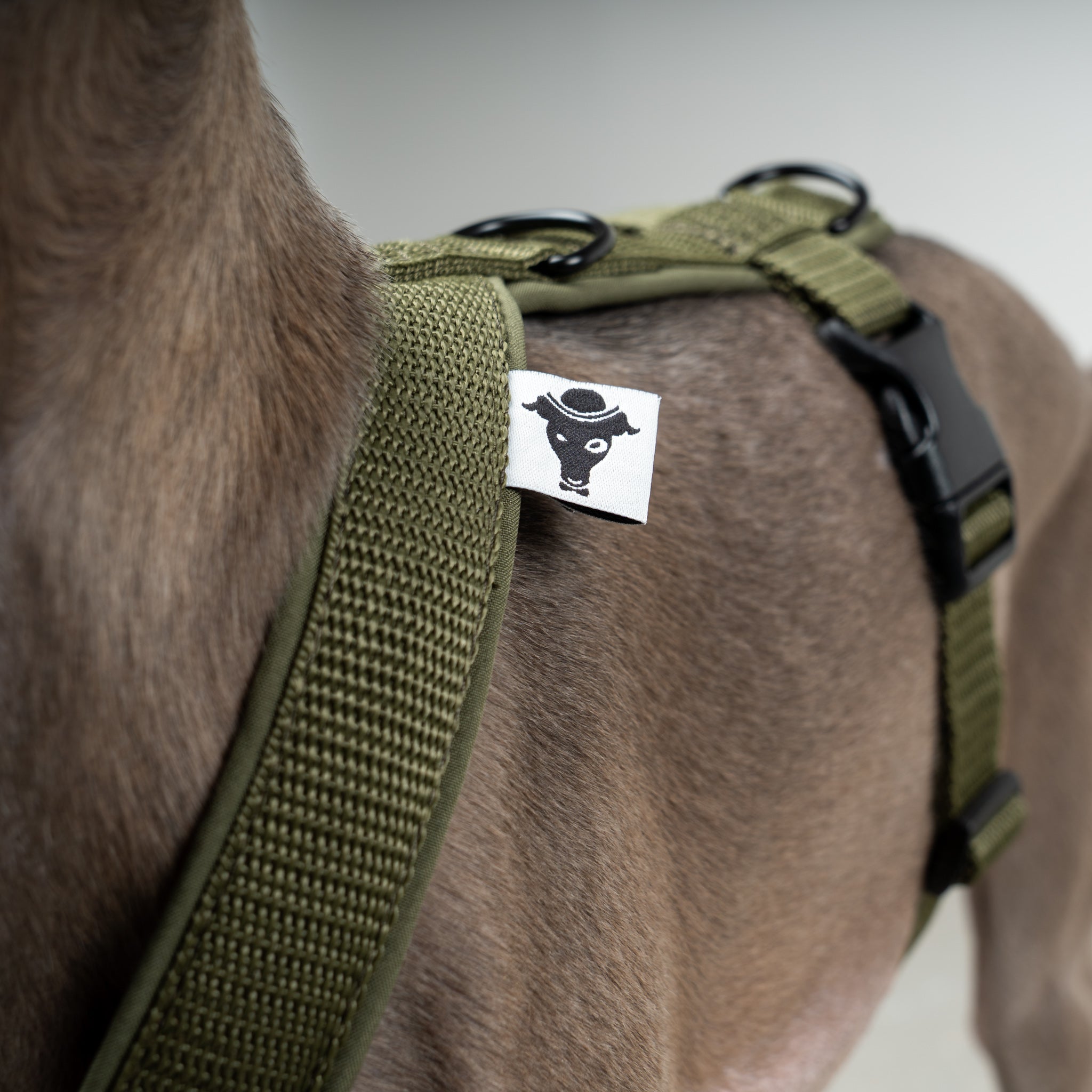 SOFTSHELL HUNDEGESCHIRR Iggy Dark Olive