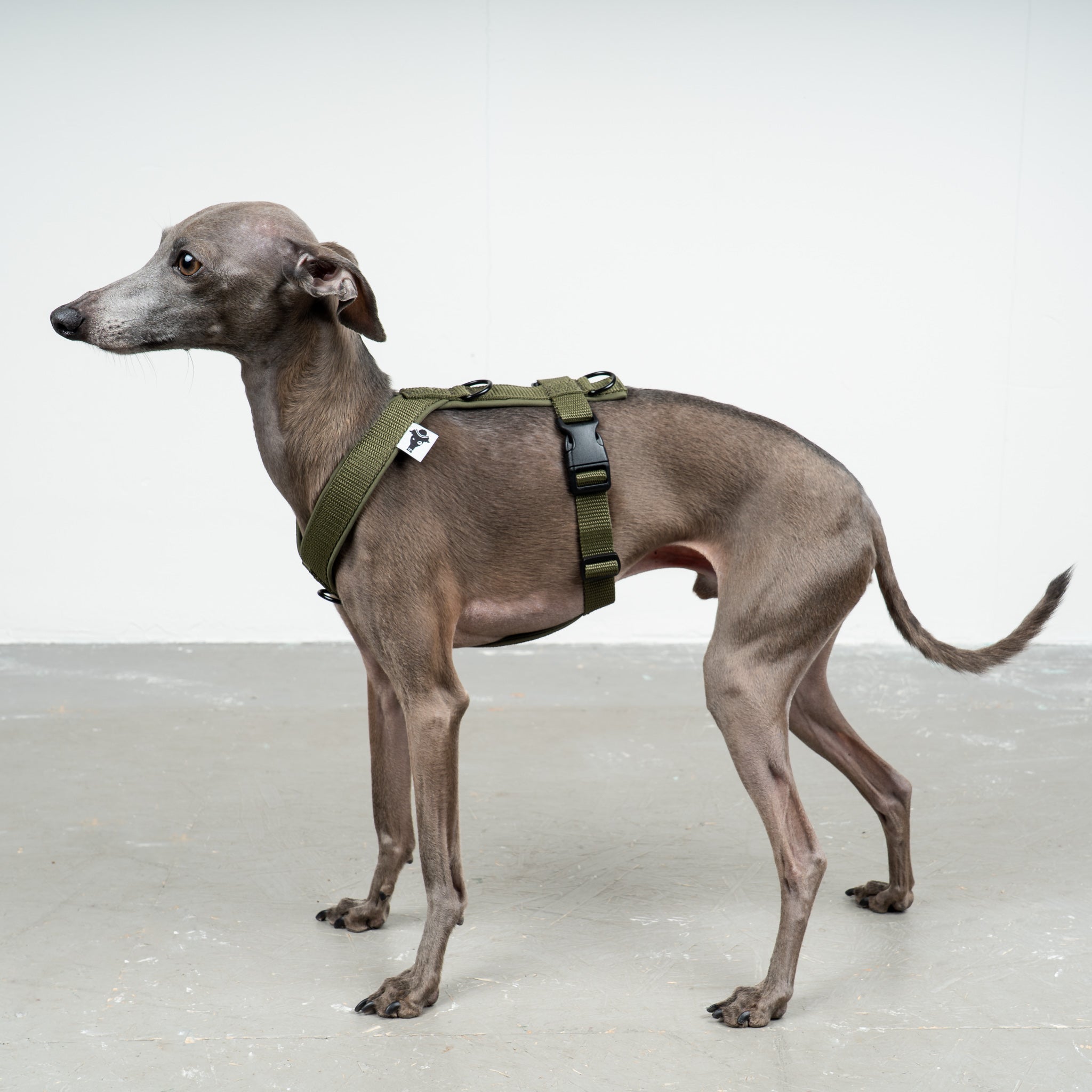 SOFTSHELL HUNDEGESCHIRR Iggy Dark Olive