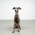 Bild in Galerie-Betrachter laden, SOFTSHELL HUNDEGESCHIRR Iggy Dark Olive

