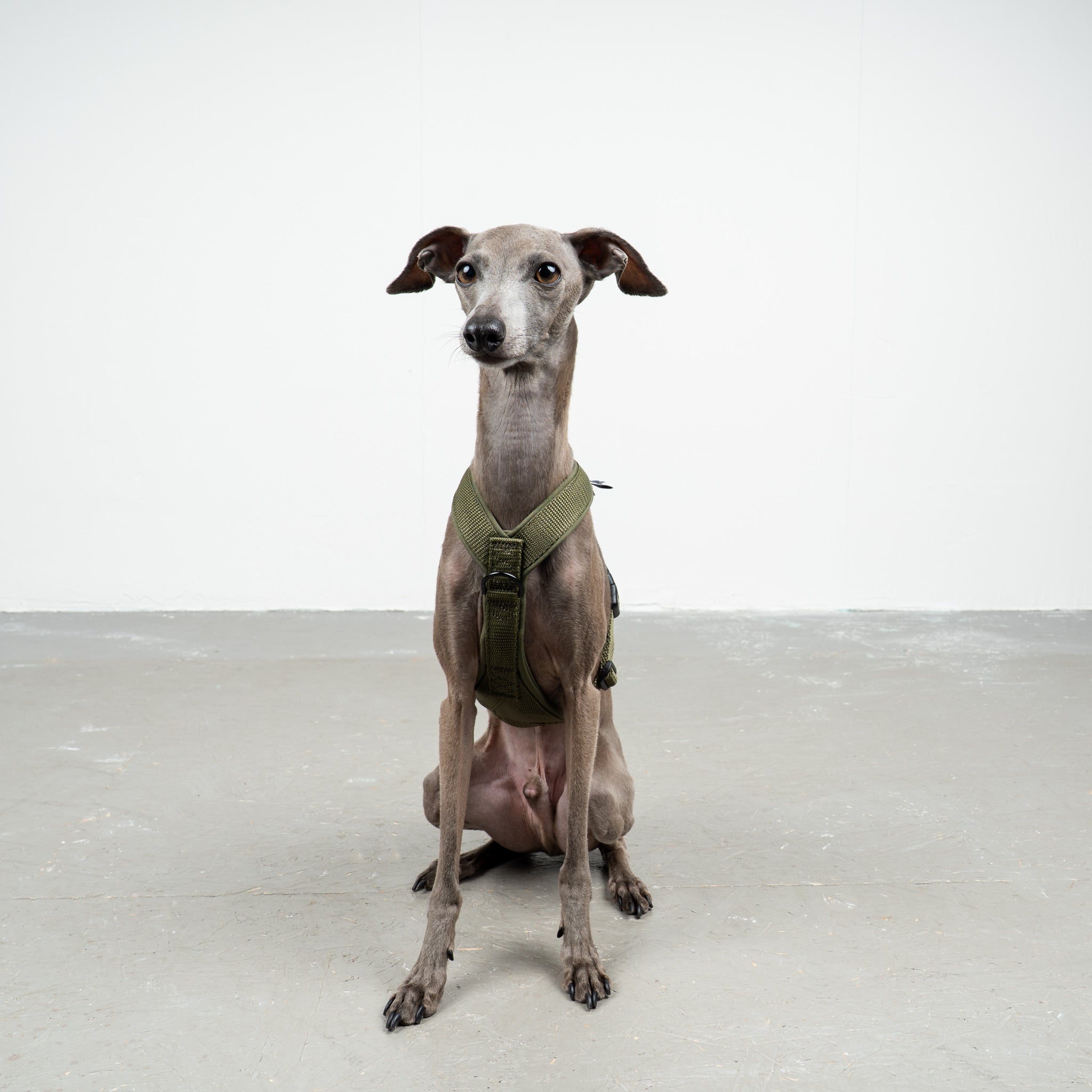 SOFTSHELL HUNDEGESCHIRR Iggy Dark Olive