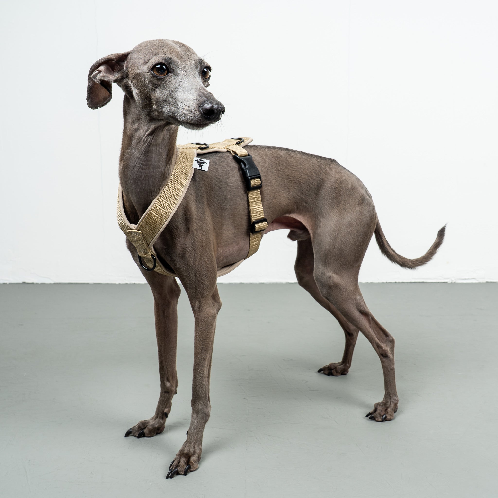 SOFTSHELL HUNDEGESCHIRR Iggy Sand