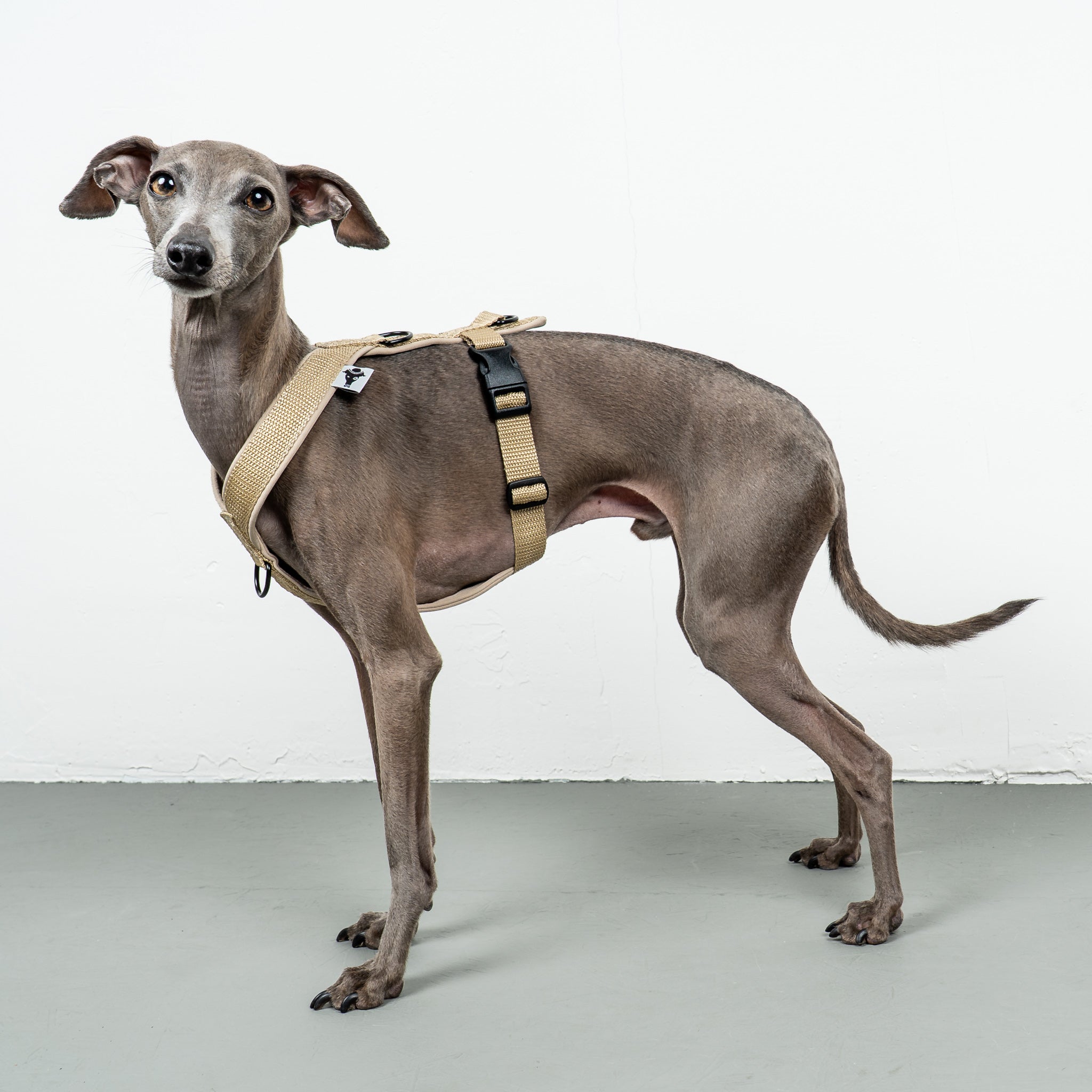 SOFTSHELL HUNDEGESCHIRR Iggy Sand