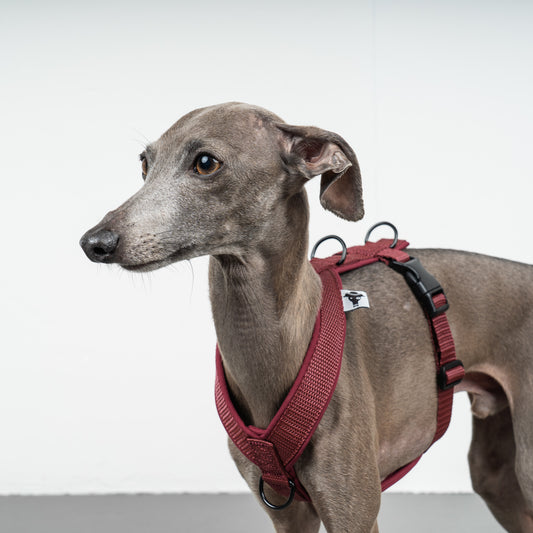 SOFTSHELL HUNDEGESCHIRR Iggy Weinrot