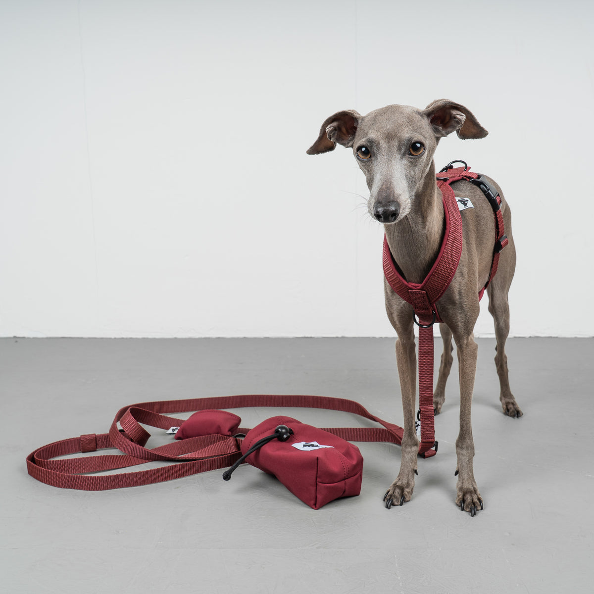 SOFTSHELL HUNDEGESCHIRR Iggy Weinrot