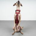 Bild in Galerie-Betrachter laden, SOFTSHELL HUNDEGESCHIRR Iggy Weinrot
