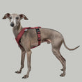 Bild in Galerie-Betrachter laden, SOFTSHELL HUNDEGESCHIRR Iggy Weinrot
