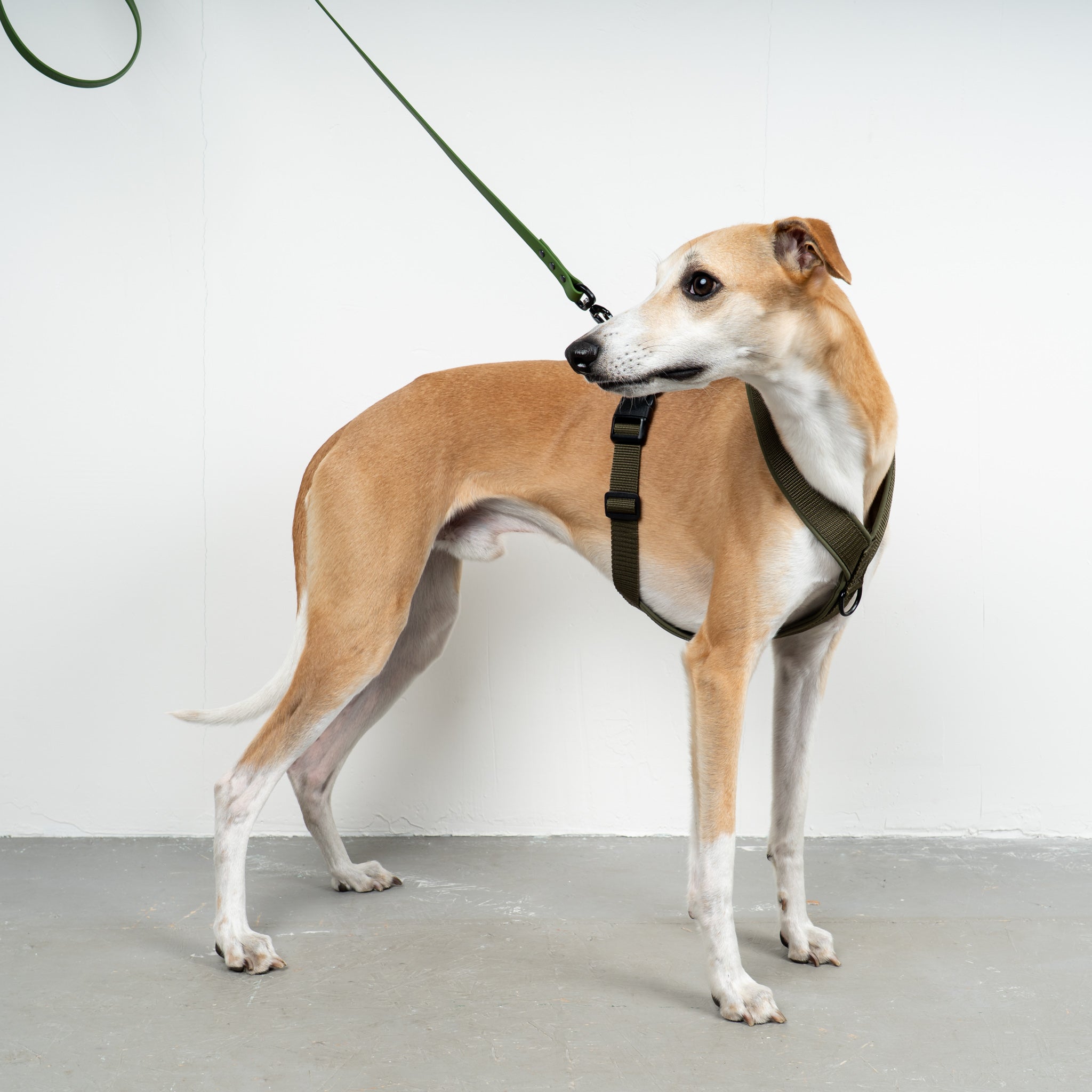 SOFTSHELL HUNDEGESCHIRR Windhund Dark Olive