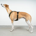 Bild in Galerie-Betrachter laden, SOFTSHELL HUNDEGESCHIRR Windhund Dark Olive
