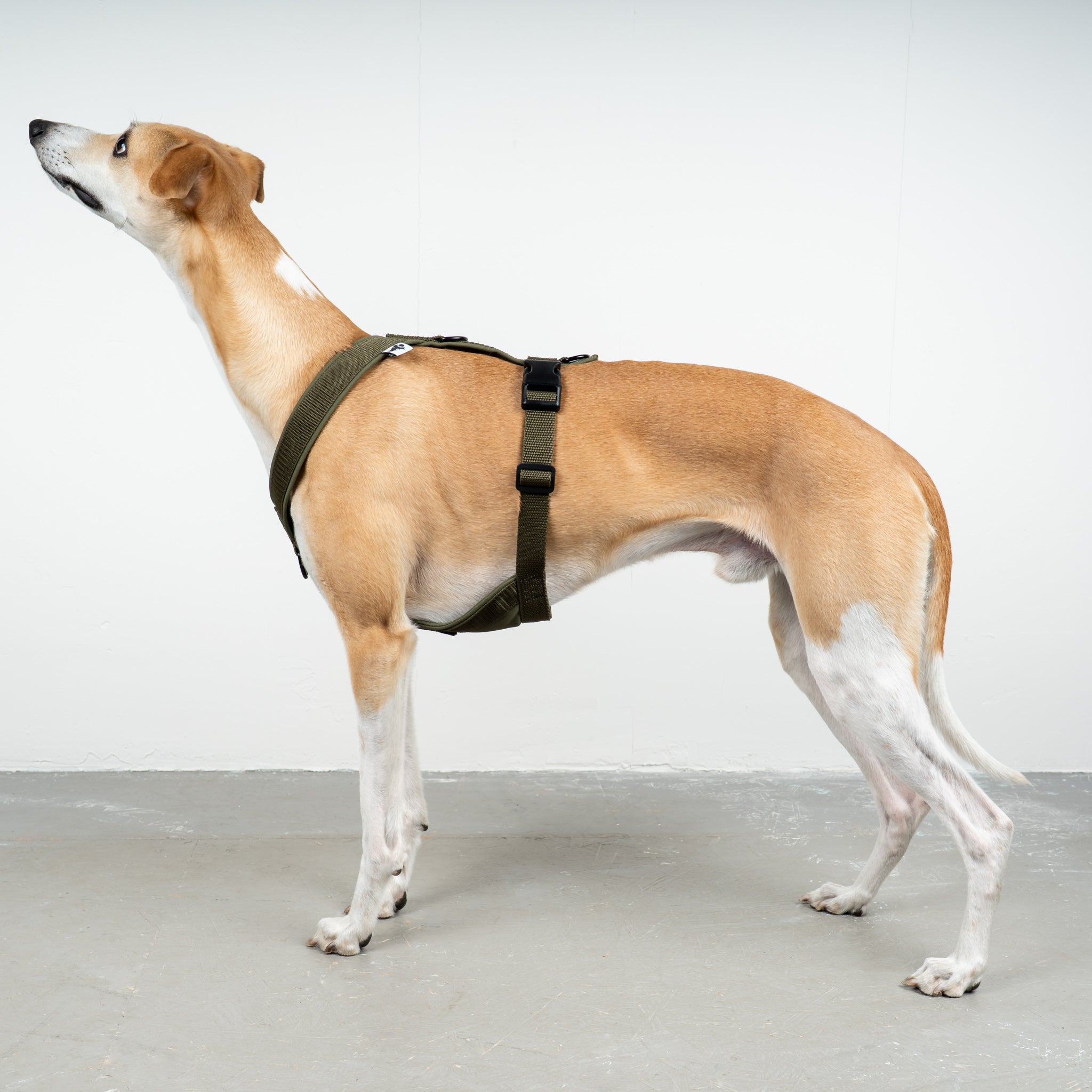 SOFTSHELL HUNDEGESCHIRR Windhund Dark Olive