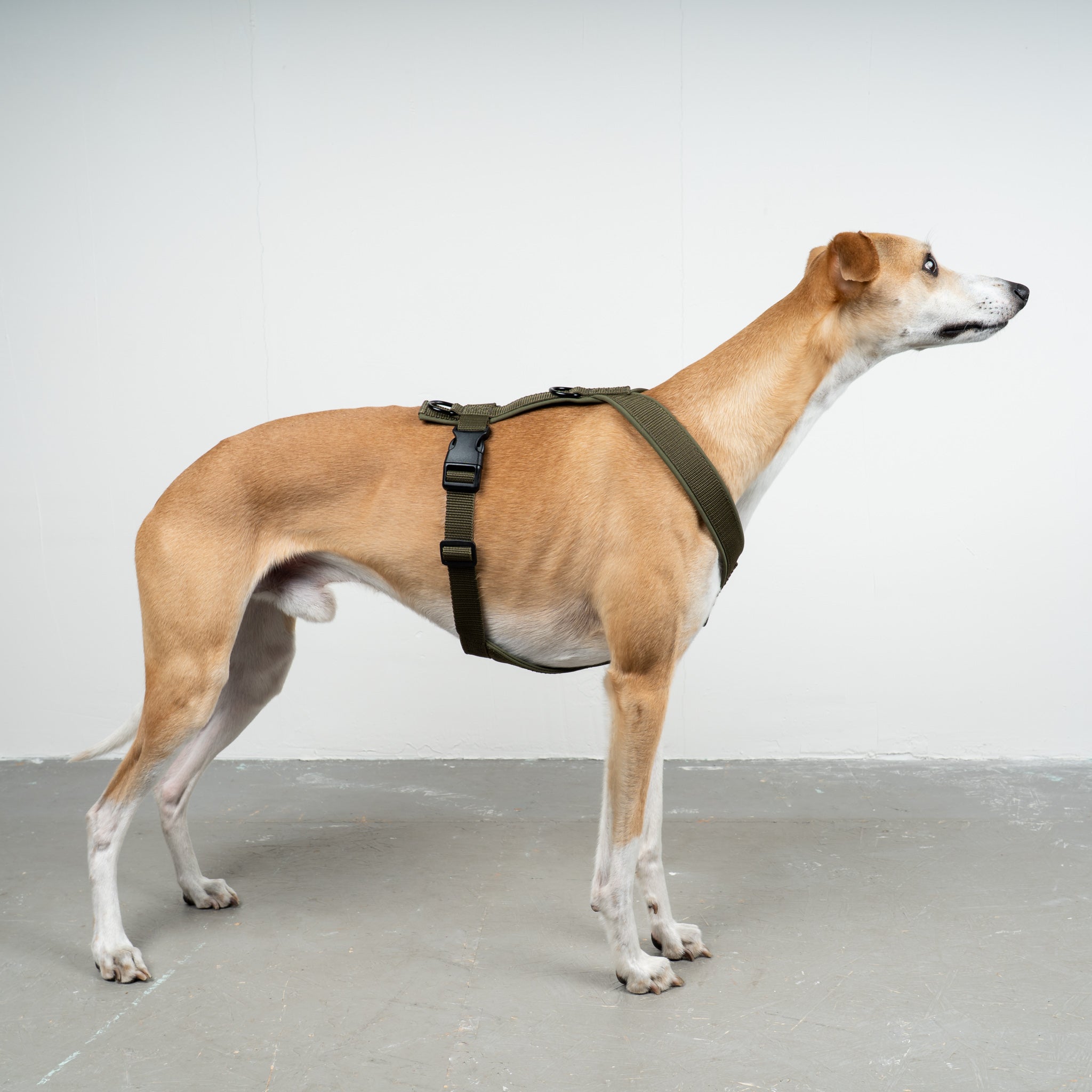 SOFTSHELL HUNDEGESCHIRR Windhund Dark Olive
