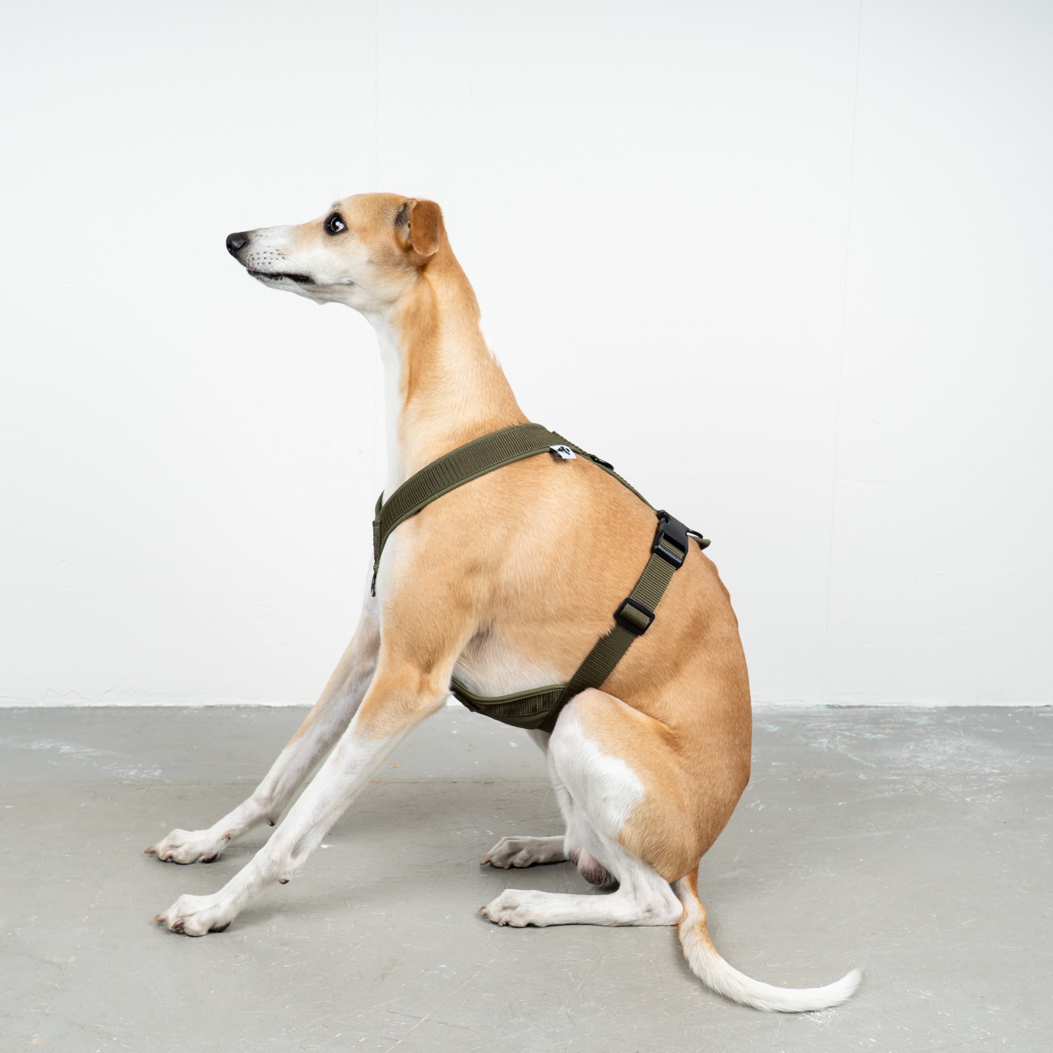 SOFTSHELL HUNDEGESCHIRR Windhund Dark Olive