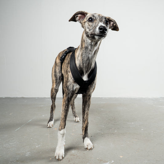 SOFTSHELL HUNDEGESCHIRR Windhund Schwarz