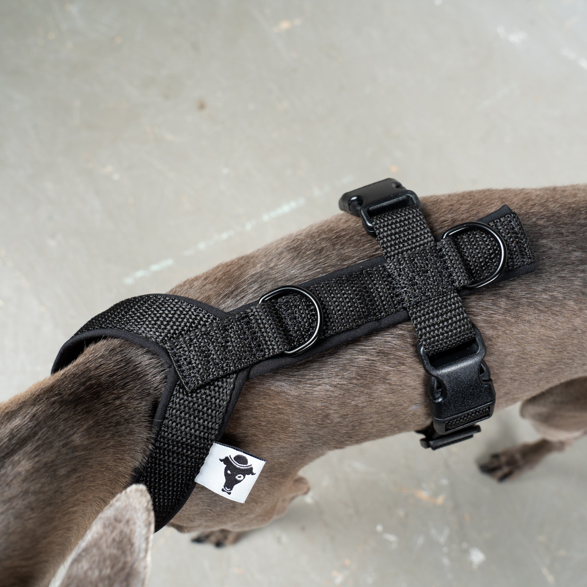 SOFTSHELL HUNDEGESCHIRR Iggy Schwarz