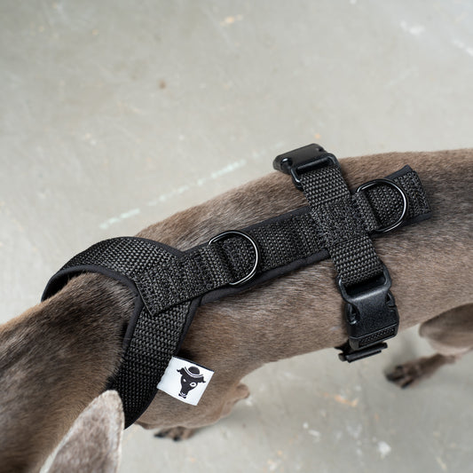 SOFTSHELL HUNDEGESCHIRR Iggy Schwarz