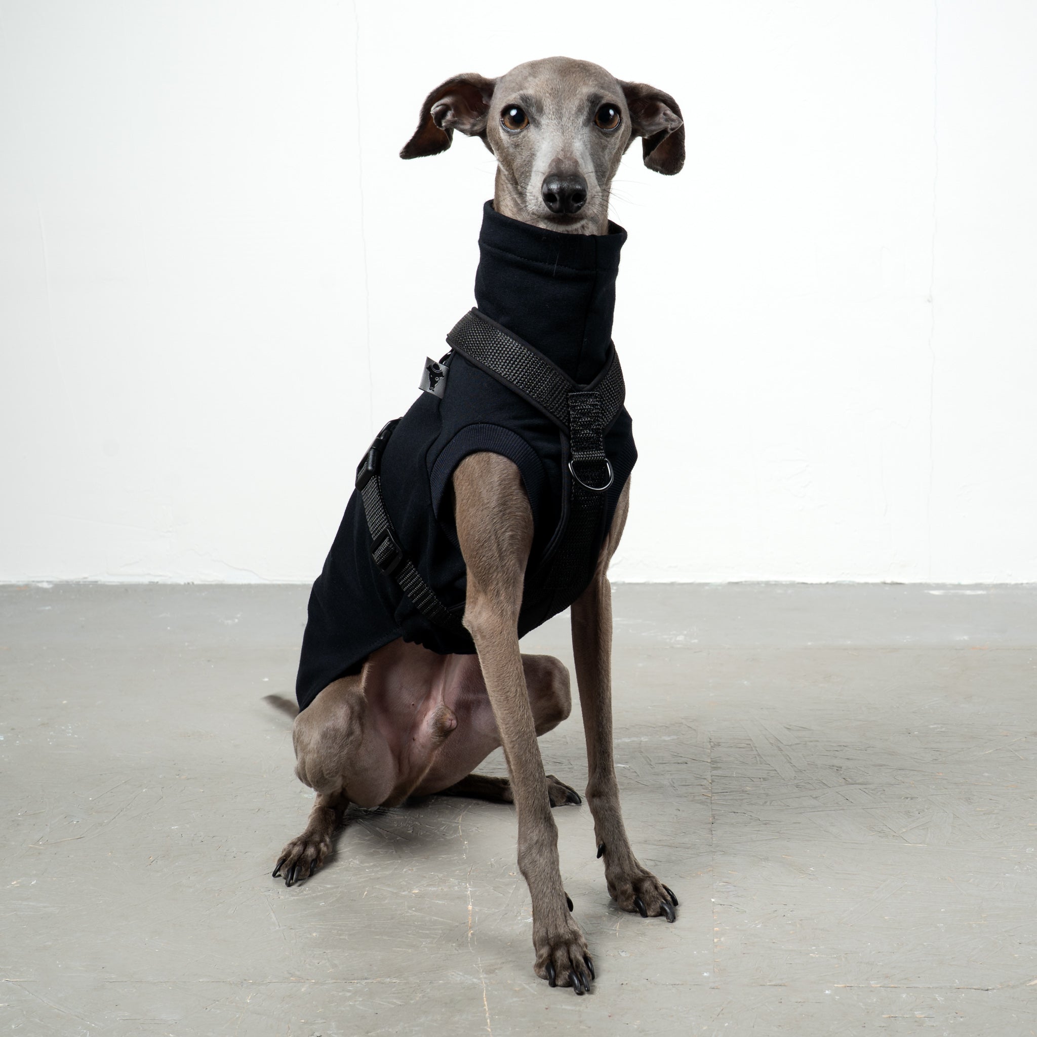 SOFTSHELL HUNDEGESCHIRR Iggy Schwarz