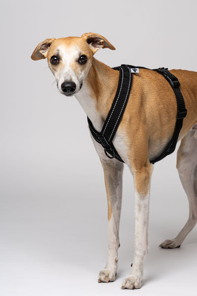 Detailansicht des Softshell-Geschirrs in Schwarz – reflektierende Elemente und perfekte Passform für Whippets