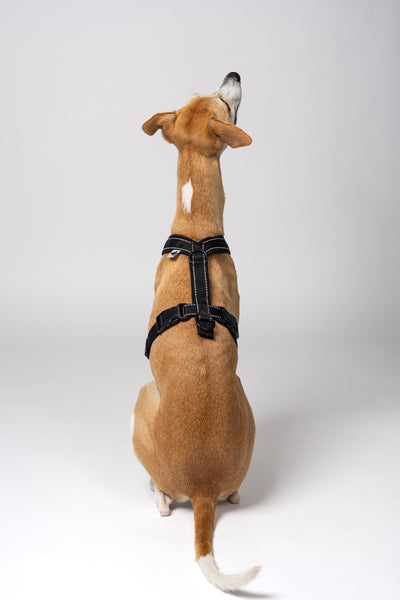 Whippet mit Leine im Softshell-Geschirr – körpernaher Schnitt in Schwarz für schlanke Windhundkörper