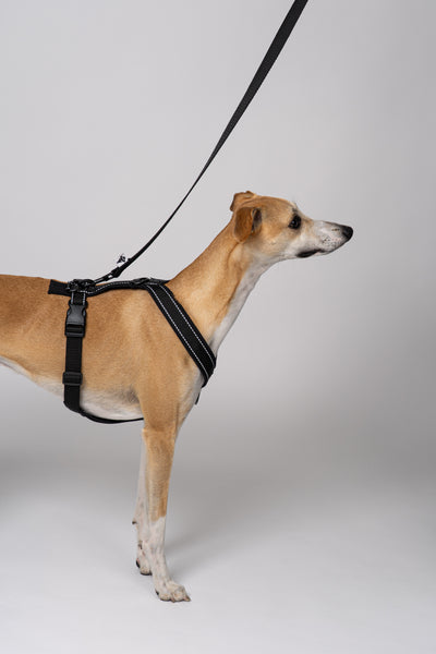 Whippet im maßgeschneiderten Windhundgeschirr aus schwarzem Softshell – kombiniert mit Leine