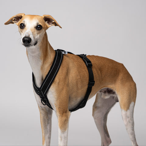 Whippet trägt ergonomisches Hundegeschirr aus Softshell in Schwarz – speziell für Windhunde entwickelt