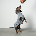 Bild in Galerie-Betrachter laden, SWEAT SHIRT Dackel Grey Melange
