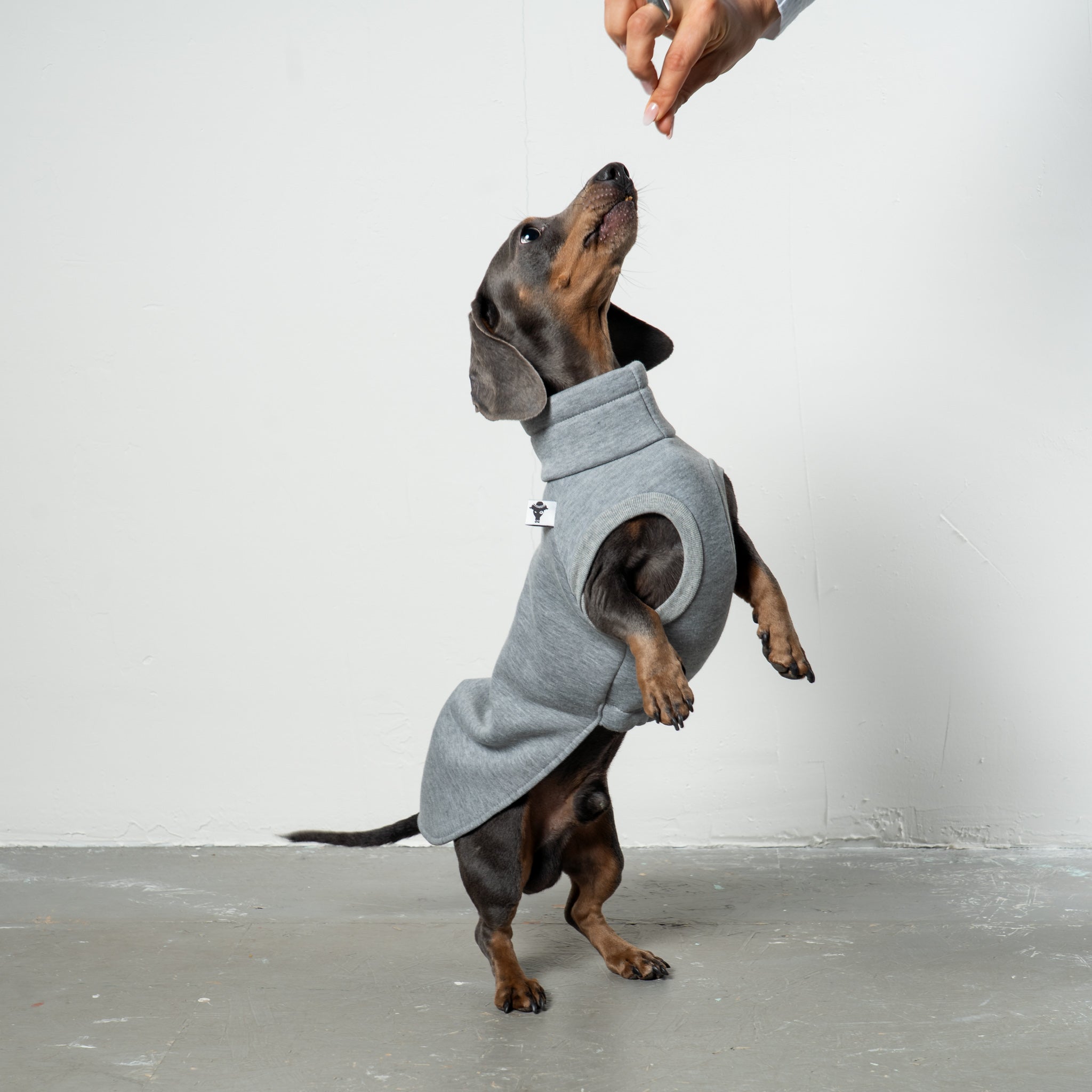 SWEAT SHIRT Dackel Grey Melange
