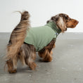 Bild in Galerie-Betrachter laden, Sweat Shirt Dackel Matcha – Hund in Bewegung – bequeme Hundekleidung für Dackel

