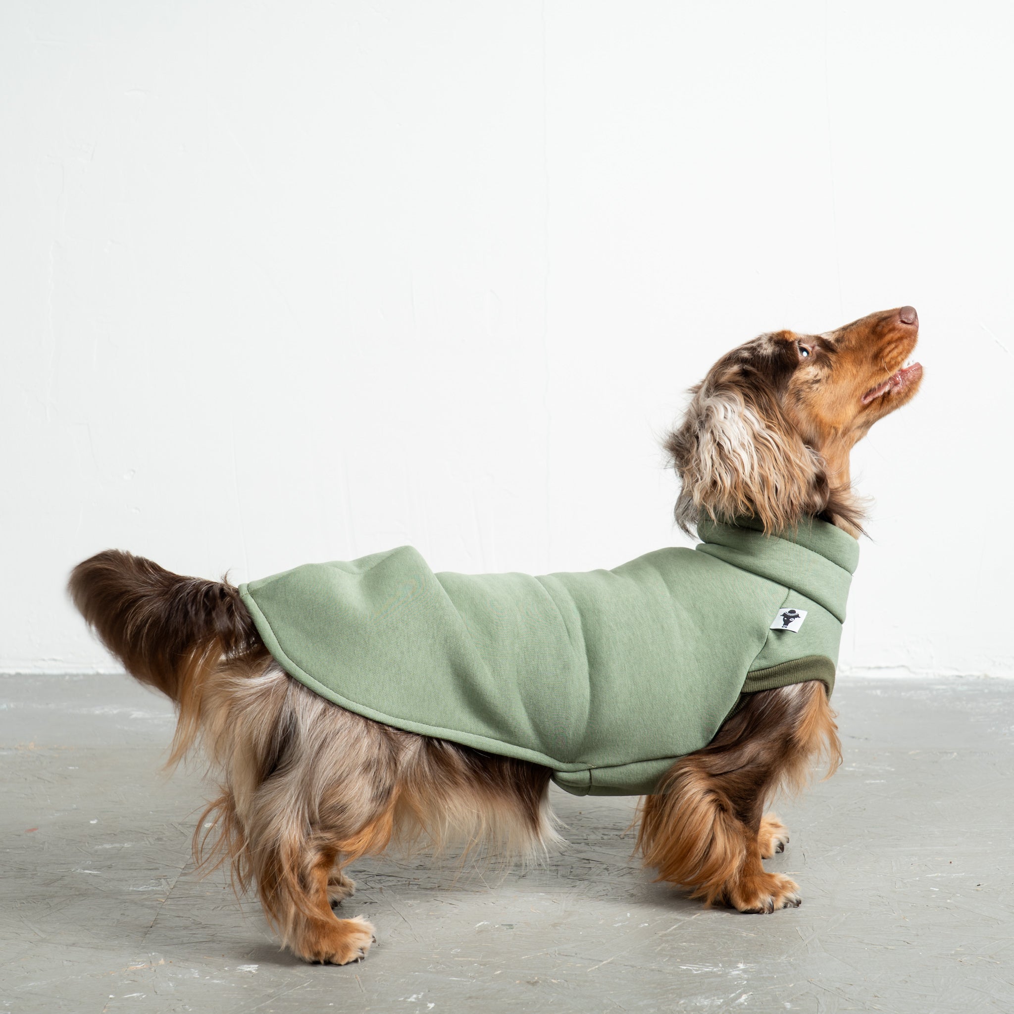 Sweat Shirt Dackel Matcha – Hundepullover und Hundekleidung für Dackel und Windhunde – Seitenansicht am Hund