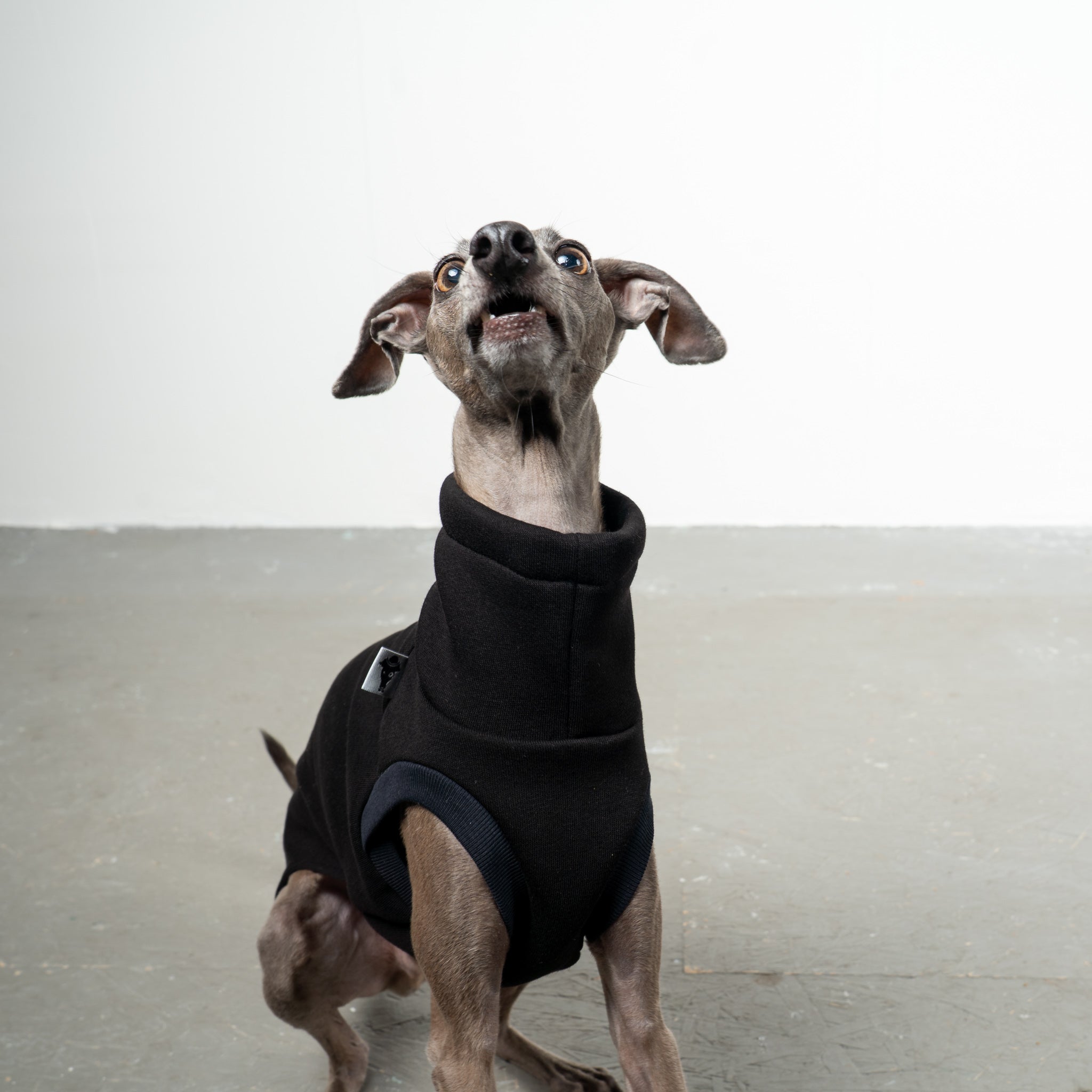 SWEAT SHIRT Iggy Schwarz