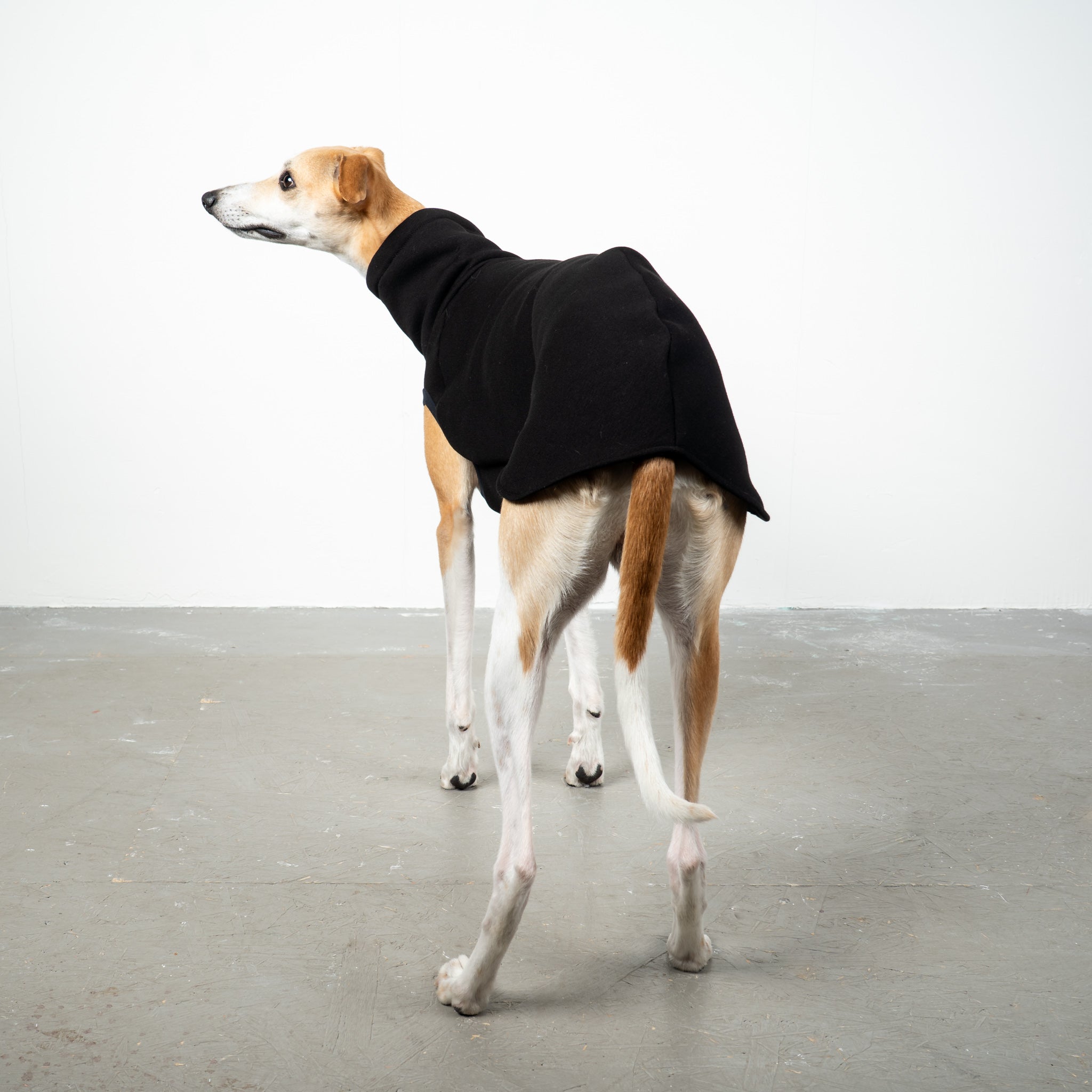 SWEAT SHIRT Windhund Schwarz