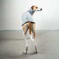 Bild in Galerie-Betrachter laden, SWEAT SHIRT Windhund Grey Melange
