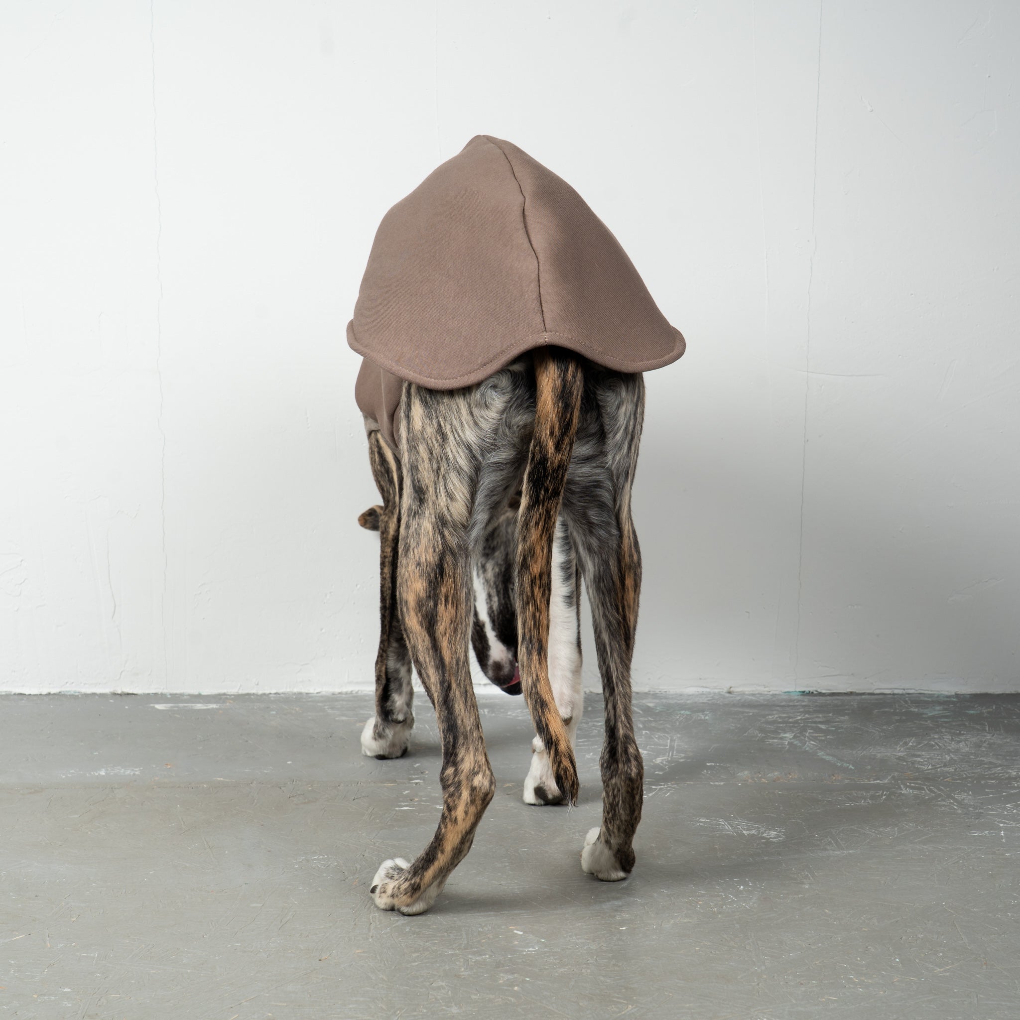 SWEAT SHIRT Windhund Mokka