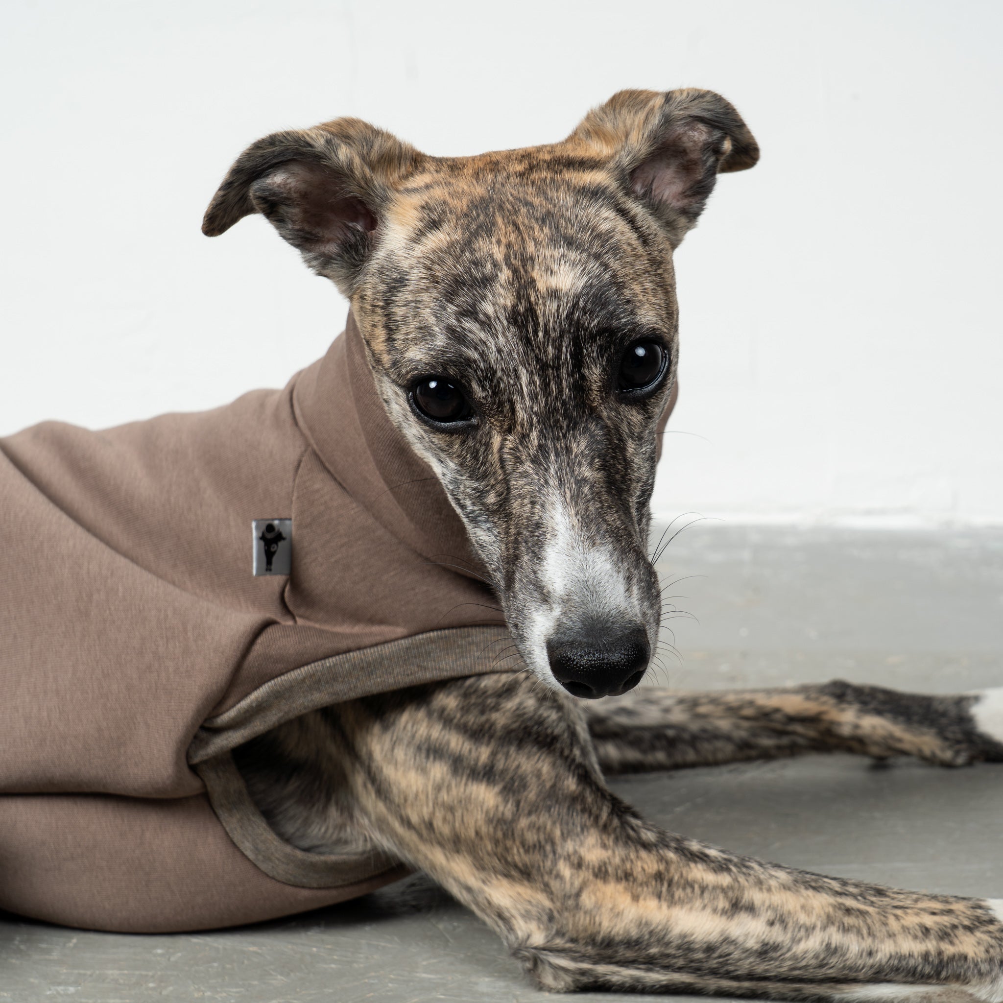 SWEAT SHIRT Windhund Mokka