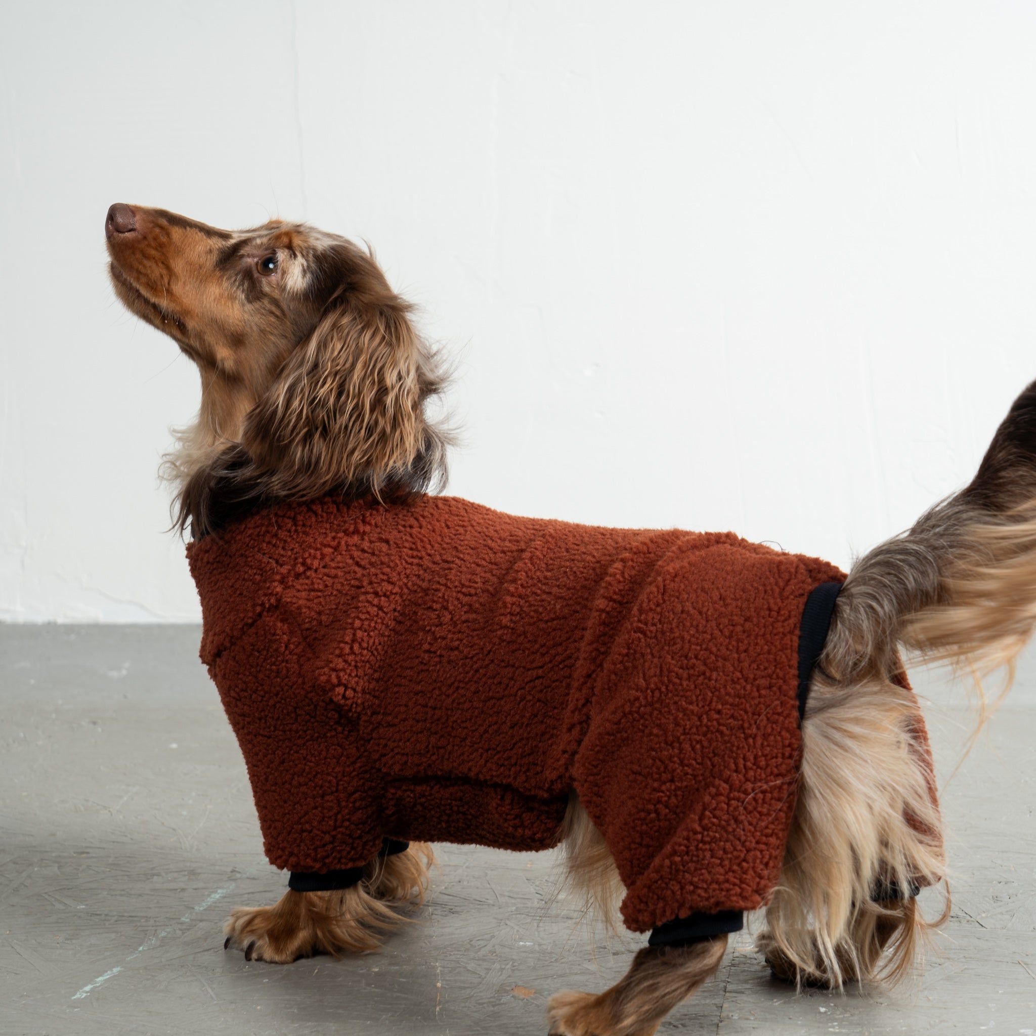 Teddy Overall Dackel Brown – Hundekleidung für Dackel, Windspiele und Whippets – Rückenansicht