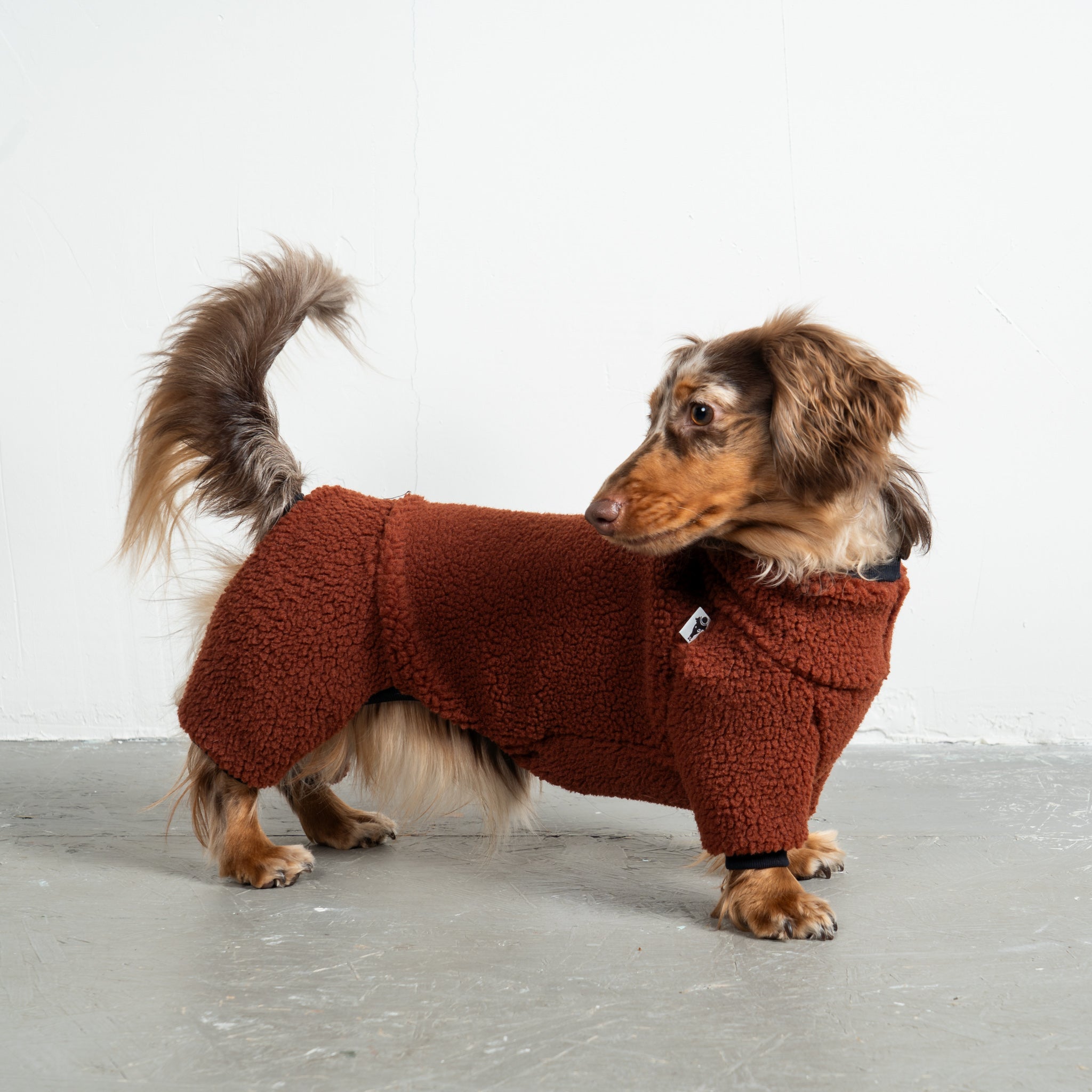 Teddy Overall Dackel Brown – Ganzkörperansicht – stilvolle Hundekleidung für Dackel und Windspiele