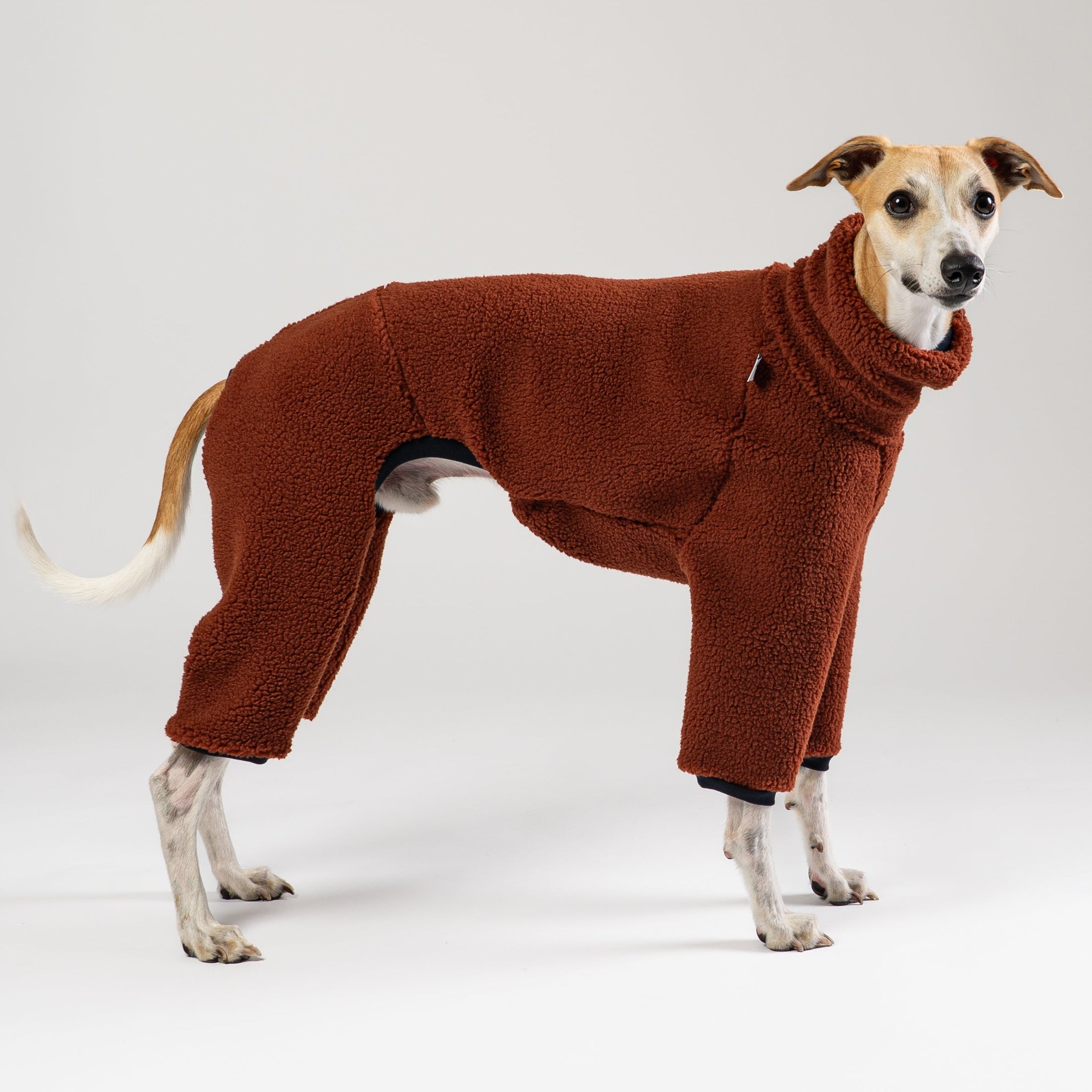 Whippet im warmen Windhund Overall aus Sherpa Fleece – perfekt sitzende Windhundbekleidung für kalte Tage