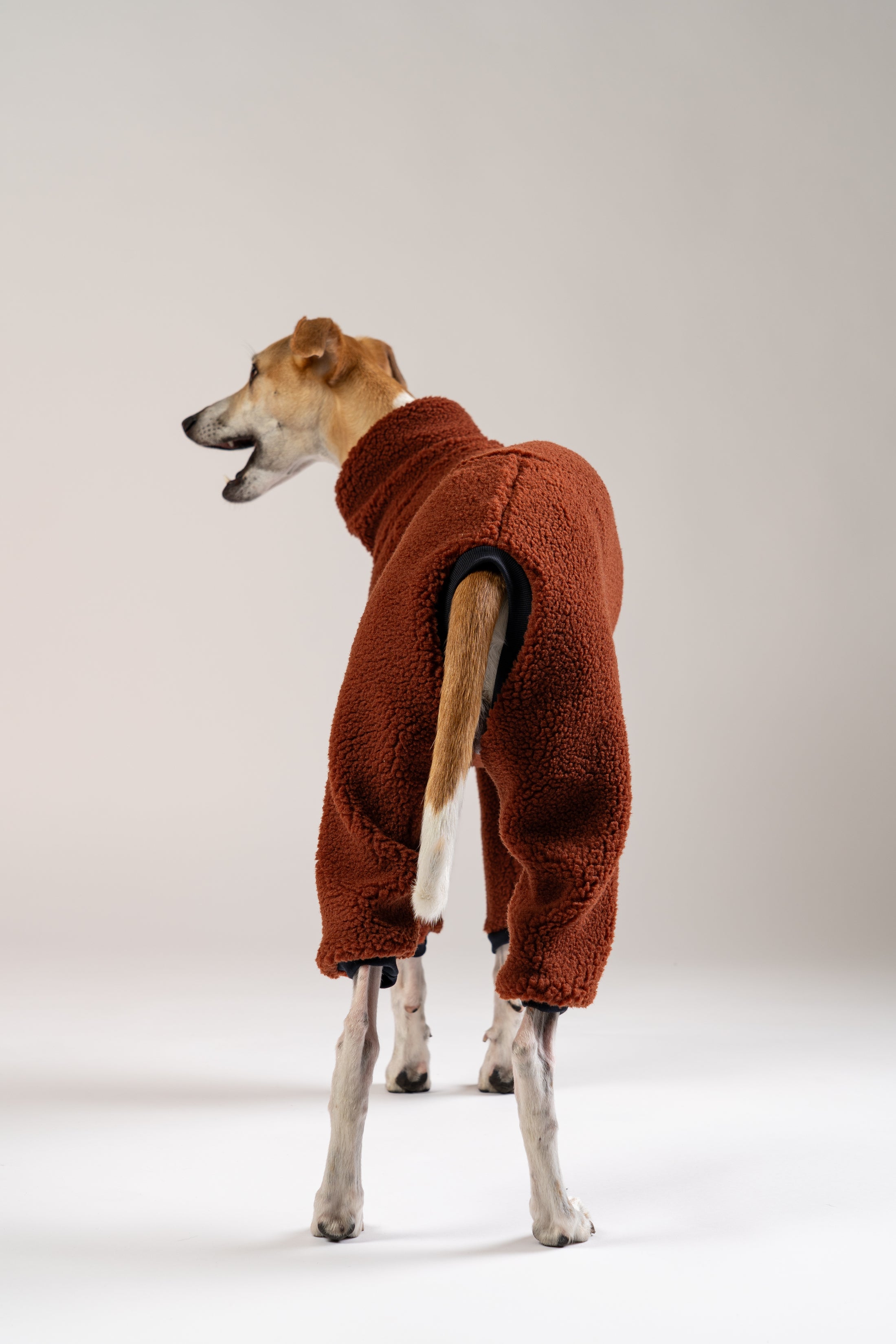 Windhund Overall für Whippets in Bewegung – bequeme, wärmende Hundebekleidung mit optimaler Passform