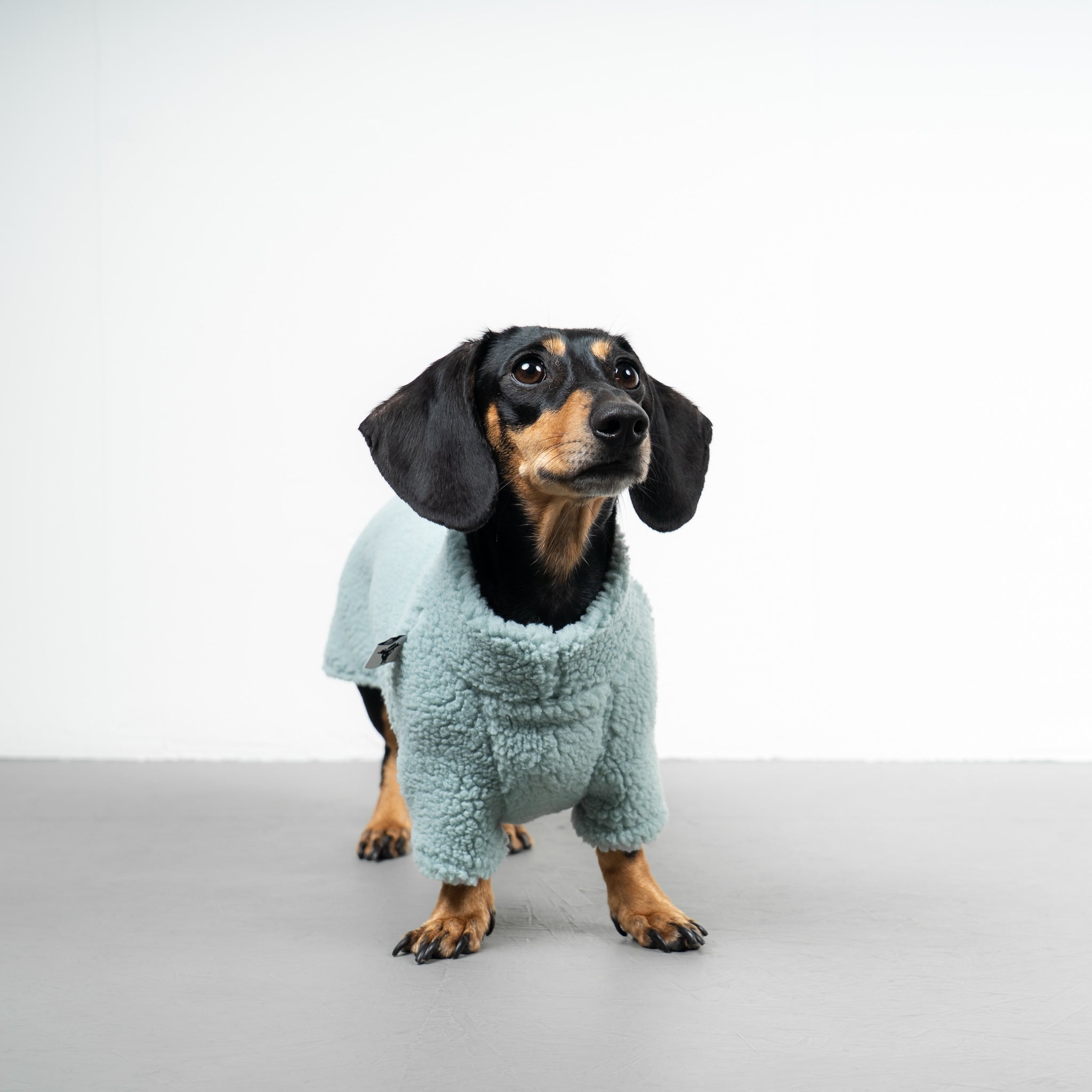 TEDDY PULLOVER Dackel Mintblau