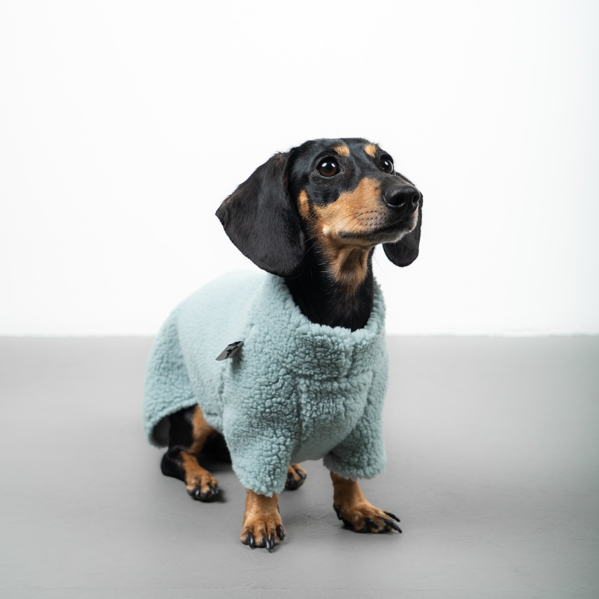 TEDDY PULLOVER Dackel Mintblau
