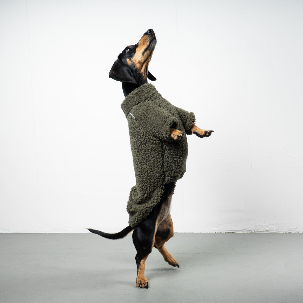 TEDDY PULLOVER Dackel Olivgrün