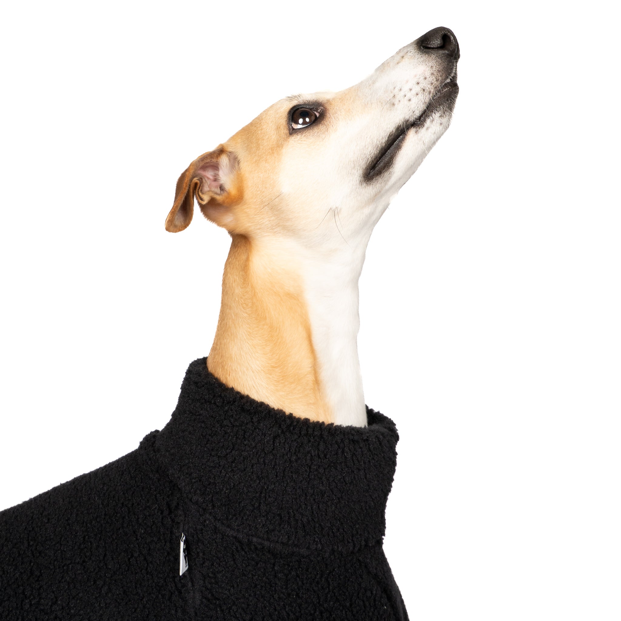 Teddy Pullover Windhund Schwarz – Close-up am Hund – hochwertige Hundekleidung von Karma Hund