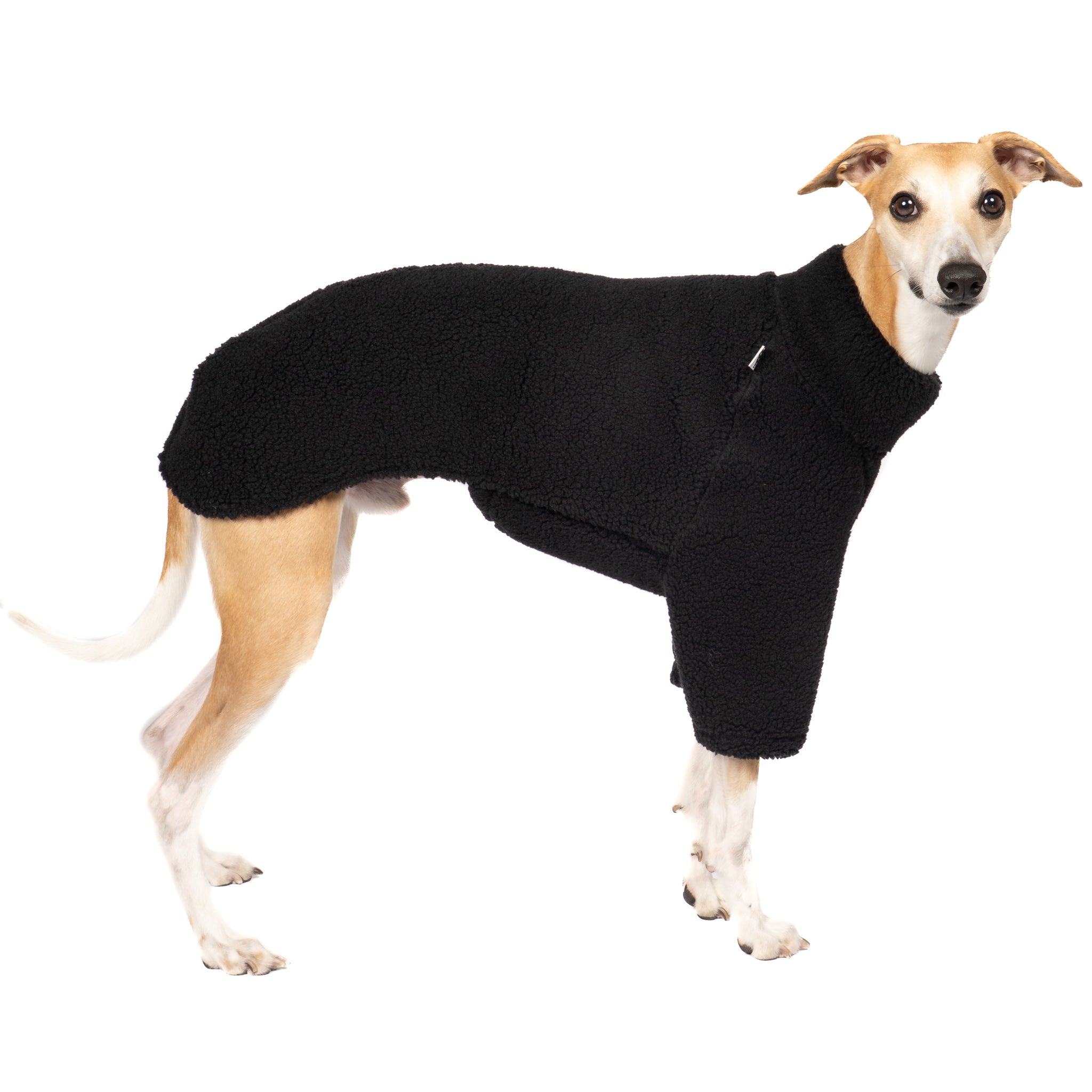 Teddy Pullover Windhund Schwarz – hochwertige Hundekleidung für Dackel, Windspiele und Windhunde von Karma Hund Berlin – Ganzkörperansicht am Hund