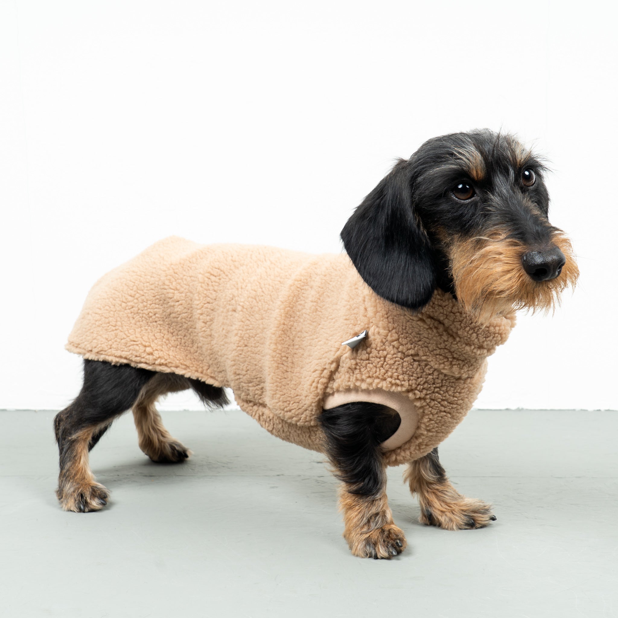TEDDY SHIRT Dackel Camel