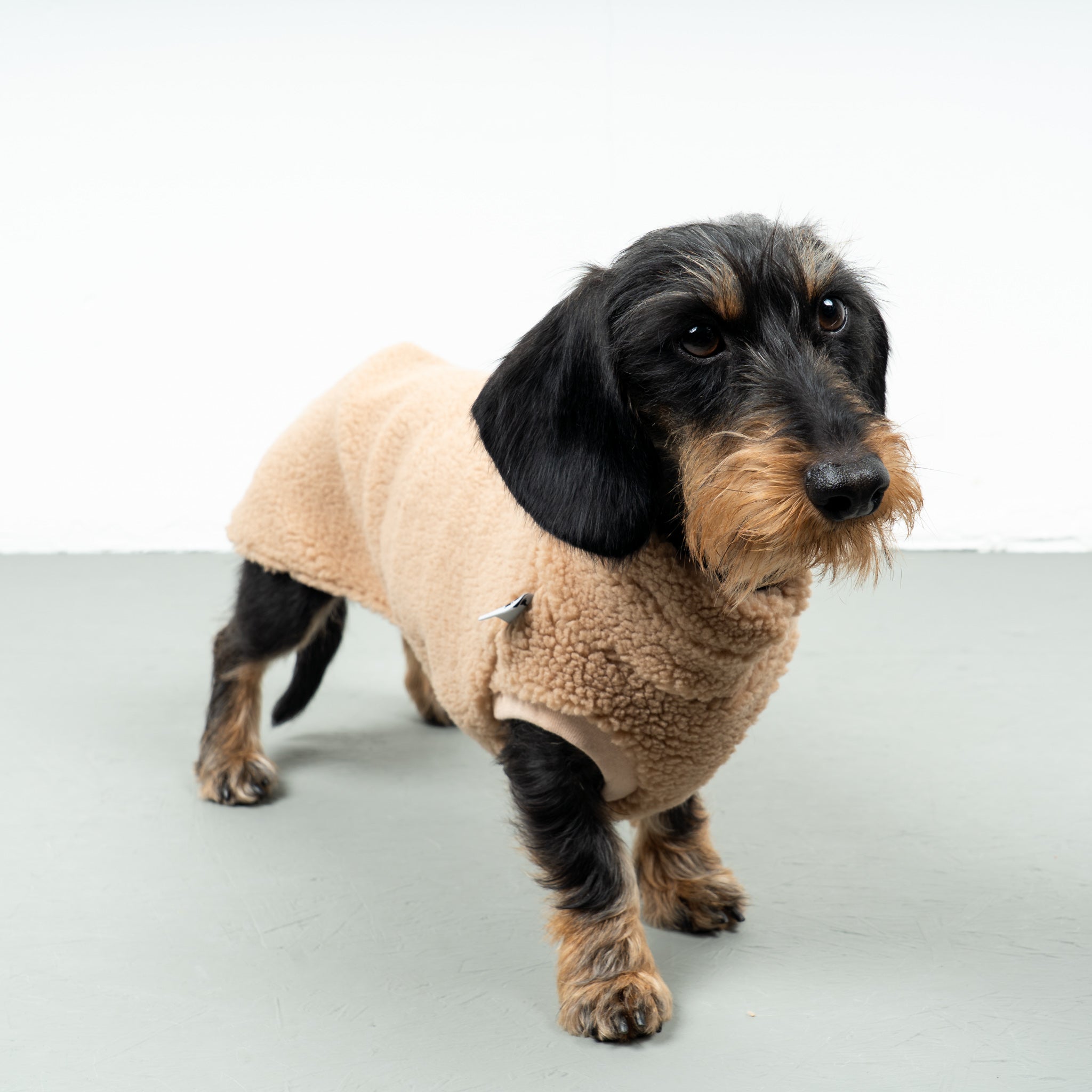 TEDDY SHIRT Dackel Camel