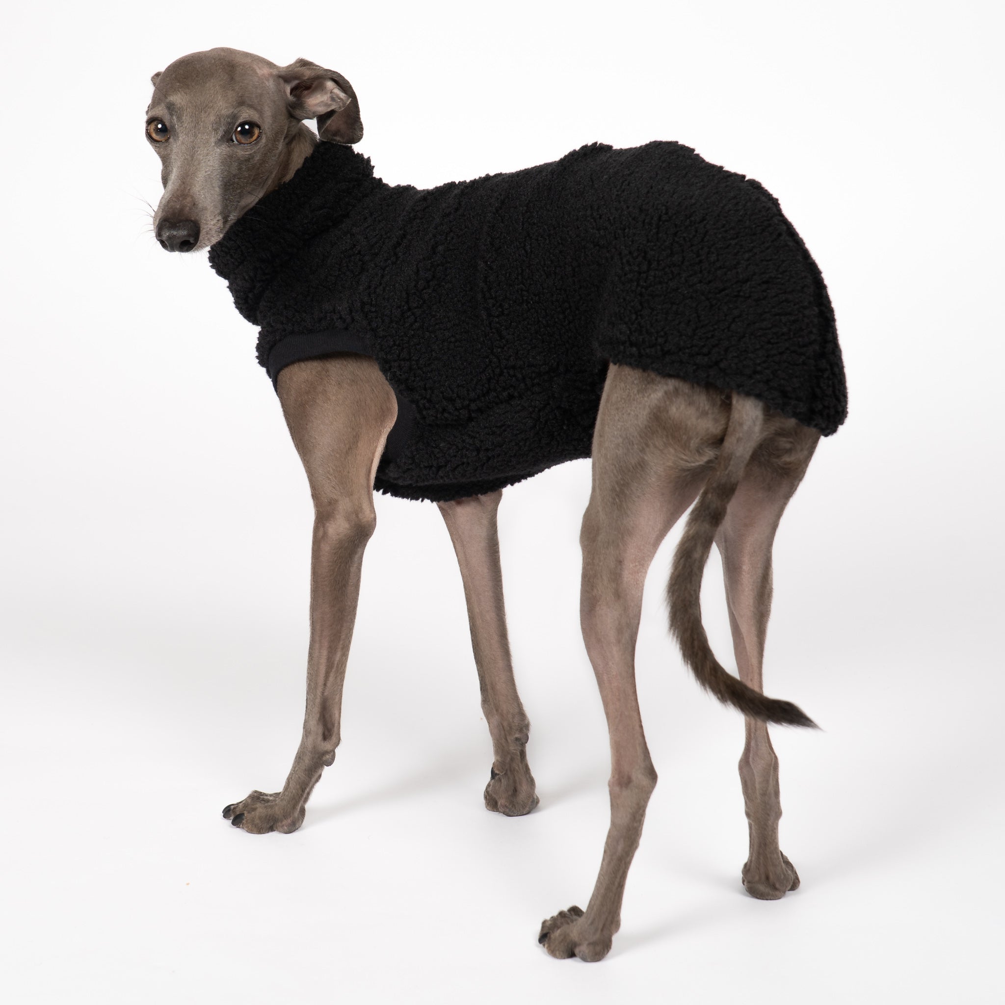 Teddy Shirt Iggy Schwarz – Hundekleidung für Dackel, Windspiele und Whippets – Rückenansicht