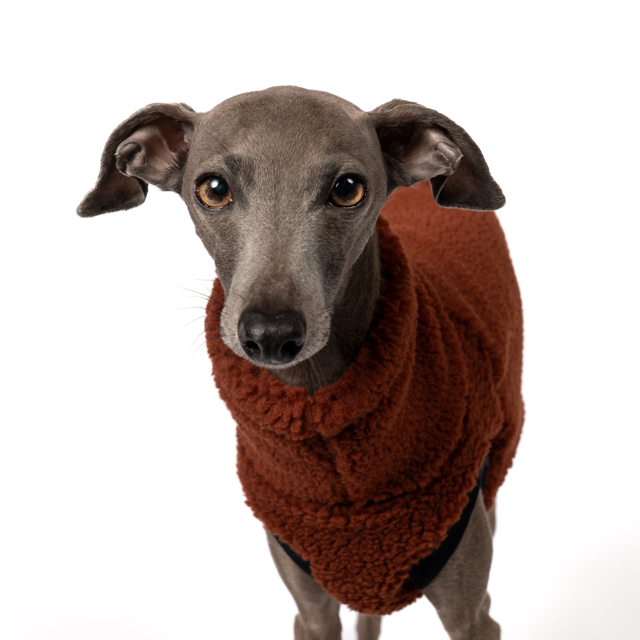 TEDDY SHIRT Iggy Brown