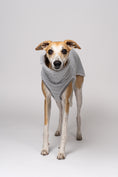 Bild in Galerie-Betrachter laden, Teddy Long Shirt in Hellgrau – Whippet zeigt weiche Hundemode vor weißem Hintergrund
