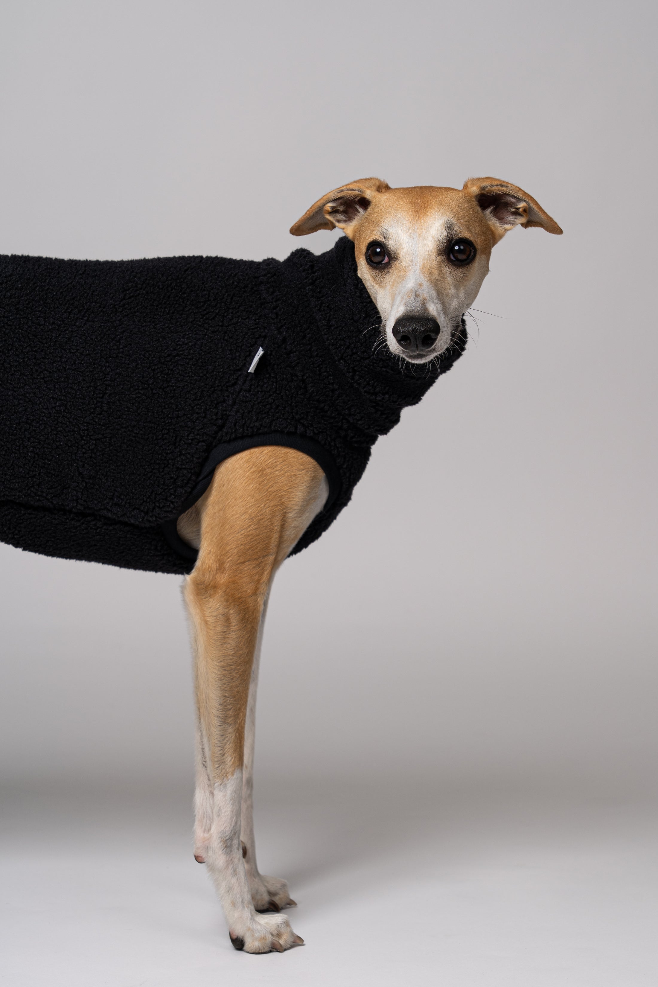Teddy-Long Shirt in Schwarz – Whippet trägt kuschelige Wintermode