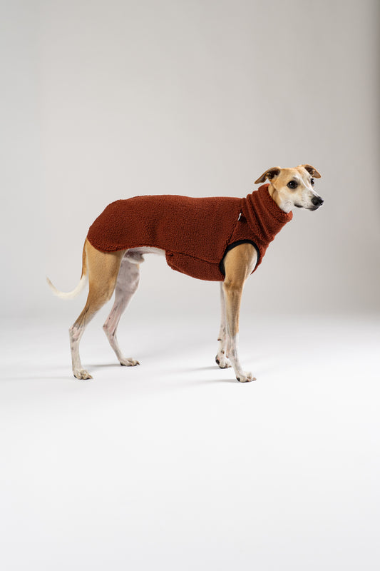 Whippet im kuscheligen Teddy Long Shirt – weiches, wärmendes Shirt für Windhunde an kühlen Tagen
