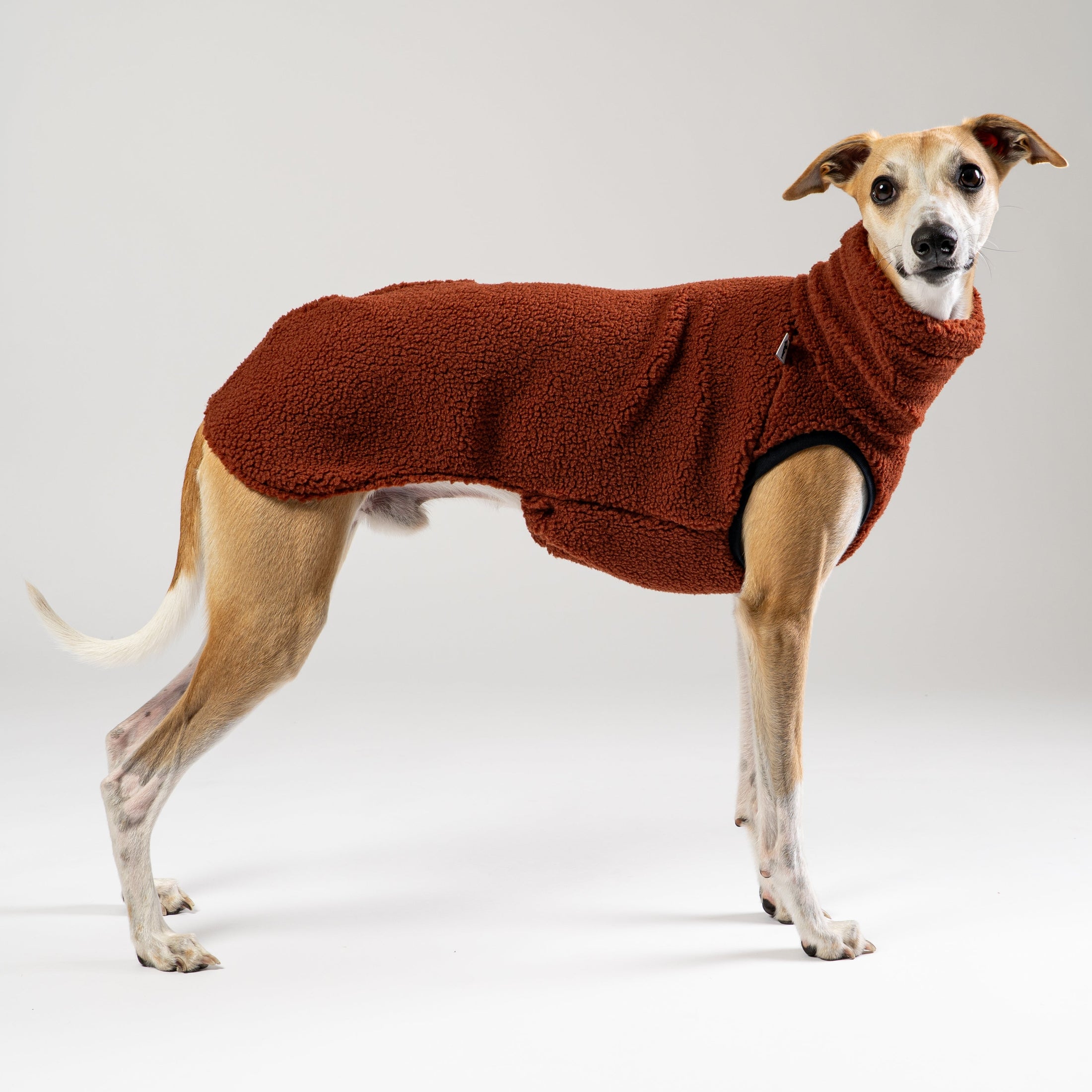 Windhund trägt braunes Teddy Shirt mit perfekter Passform – gemütliche Windhundmode für Whippets & Co.
