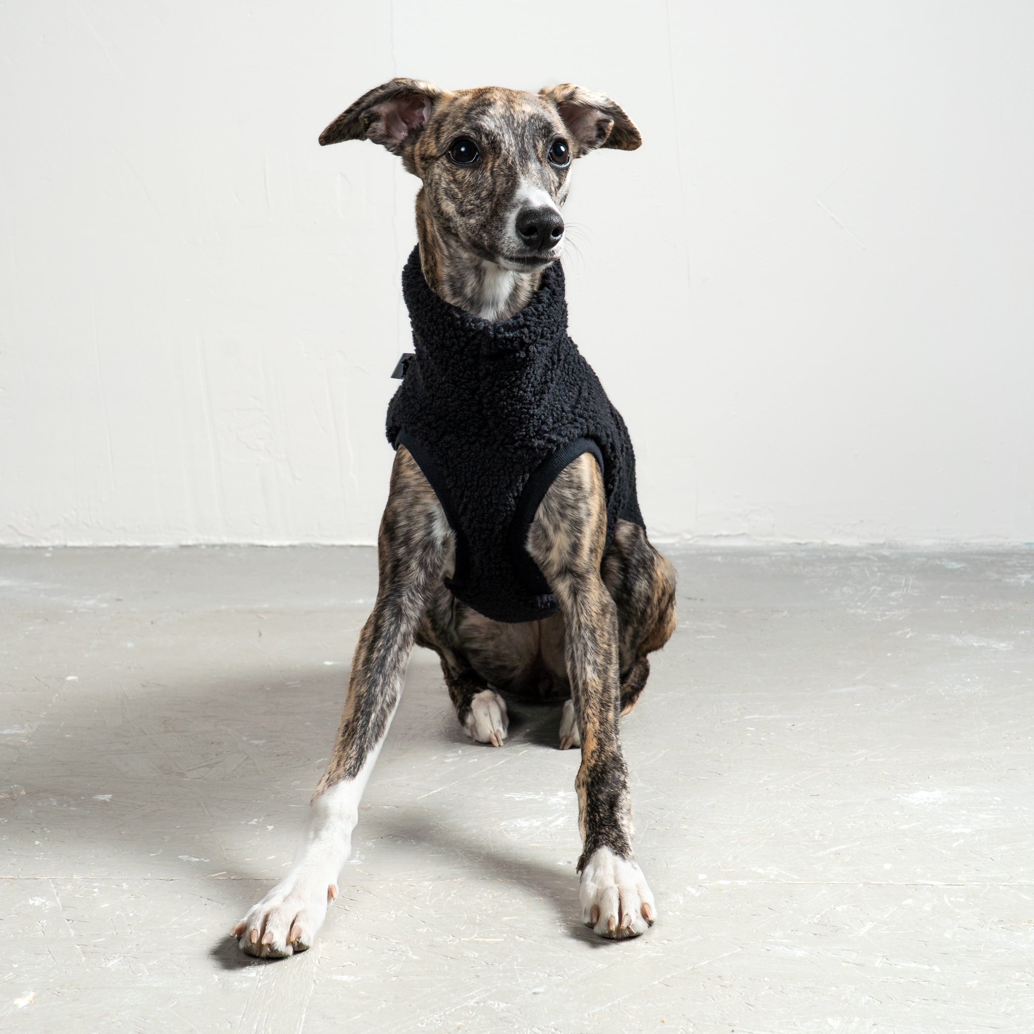 TEDDY SHIRT Windhund Schwarz